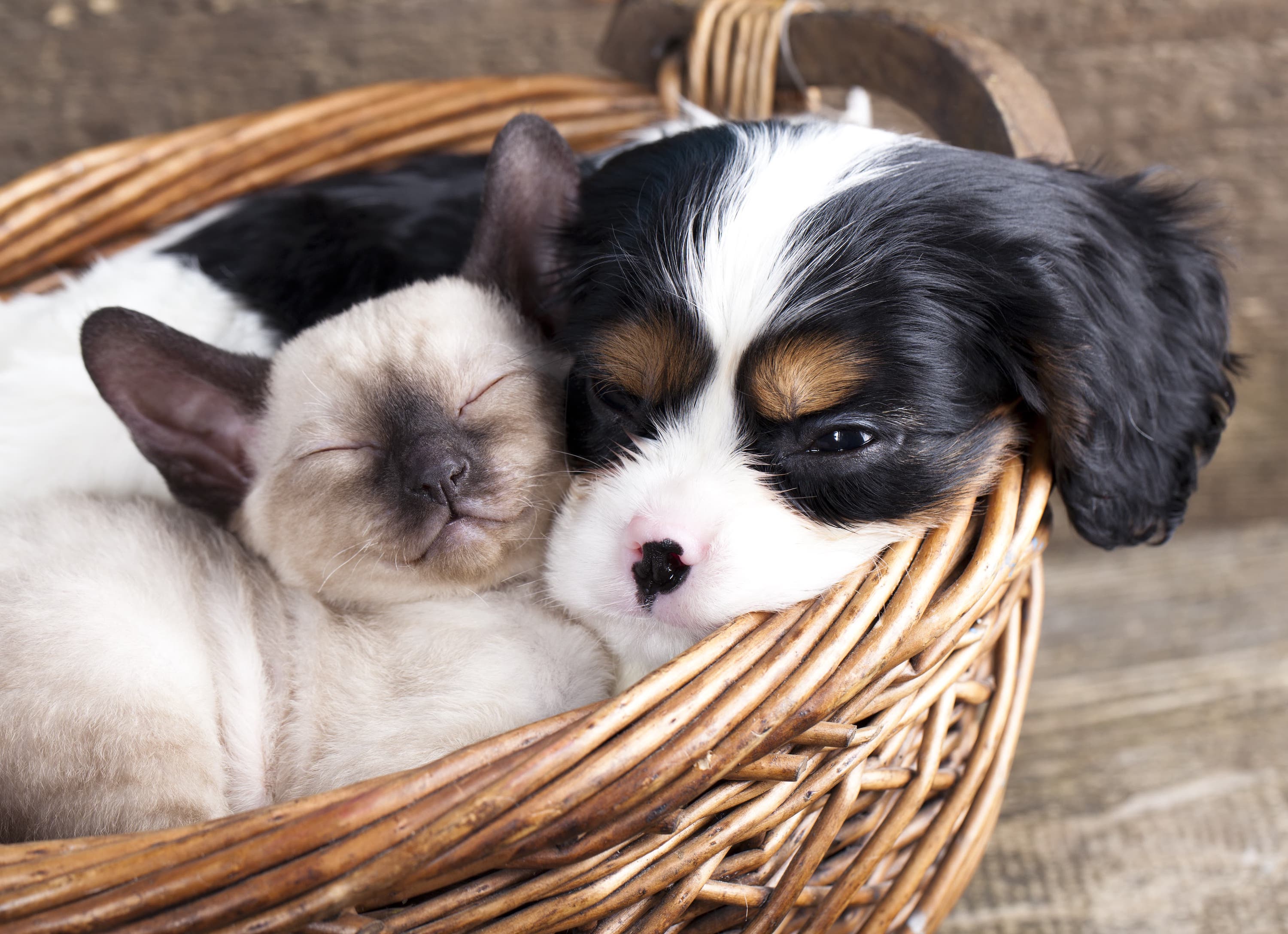 Pet Policy Banner