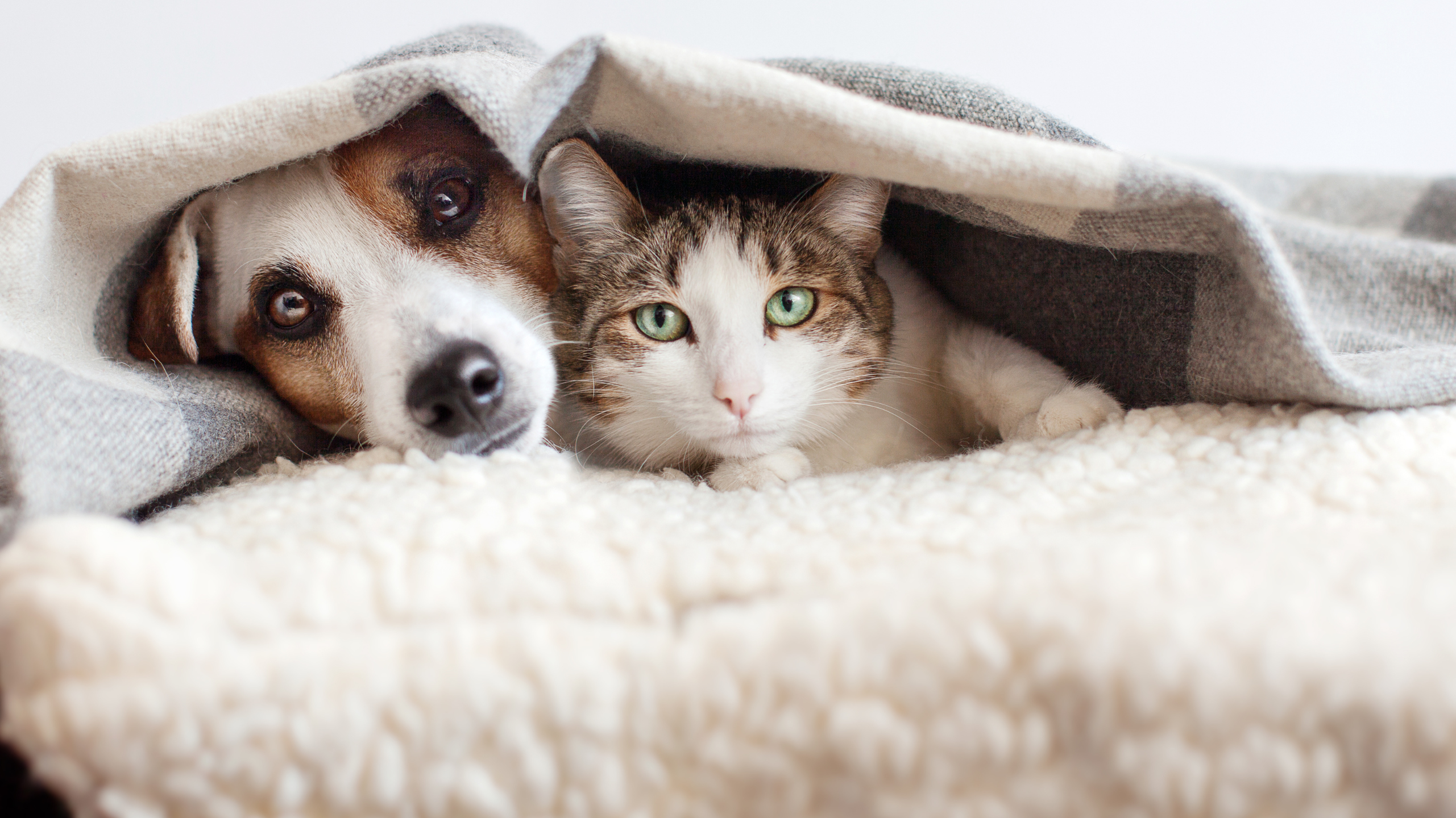 Pet Policy Banner